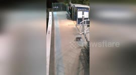 Australia: Koala Leads Police on Merry Chase Through Sydney Train Station