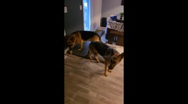My Dog Gets Me a Drink Out of the Fridge