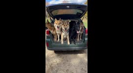 How Many Dogs Fit In A Subaru Outback