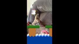 Hen takes on TikTok's viral chicken where you make noise to move - 5m views online