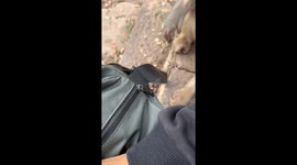 Cheeky monkey tries to unzip tourist's bag