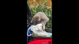 Monkey rummages through motorcycle storage compartment