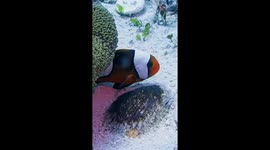 Saddleback Clownfish Fans Fresh Water Over Eggs