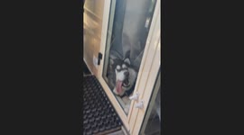 Sleepy Siberian Husky Squishes Face Against Glass