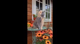 Domino Cat Watches Birds in the Garden