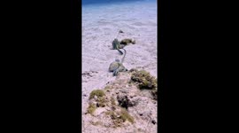 Octopuses Have a Dispute