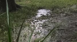 Inland Hillsborough Hurricane Footage