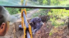 Elephant stuck in 5-foot-deep well is dug out by rescue team in eastern India