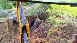 India: Officials rescue tusker from 5 feet abandoned well in eastern India