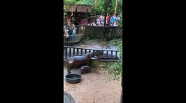 Crowds gather to watch baby hippo Moo Deng