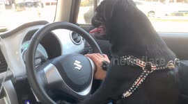 Driving pug Japan
