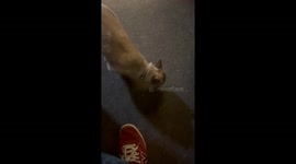 Three-legged cat dashes back inside after startling moment during fetch game