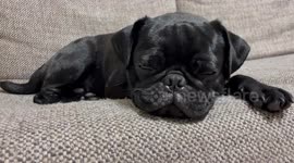 眠りに落ちるパグ