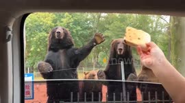 Hilarious moment frustrated brown bear raises paw for bread only to have it snatched by cheeky companion at Chinese zoo