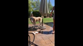 Dog bath time goes wrong in Scottsdale