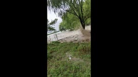 River overflow forces escape to tree in Zhejiang, China