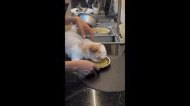 Puppy goes wild when he has real food for the first time