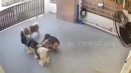 Pet lover mobbed by his affectionate Husky dogs