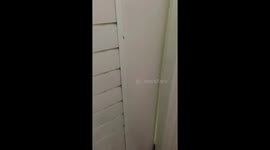 Resident finds her four pet cats curled up in bathroom sink