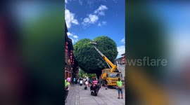China's iconic heart-shaped 'Love Tree' receives a pruning