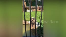 Zoo swaps foxes for 'panda dogs' to please public