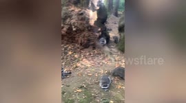 Woman calls 911 after 100 raccoons swarm her yard