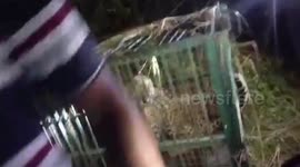 India: Third leopard captured in northern India: forest department nets another predator