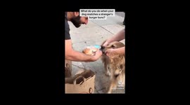 A dog tries to snatch a stranger’s burger buns