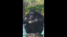 Black chimpanzee eats noodles with chopsticks