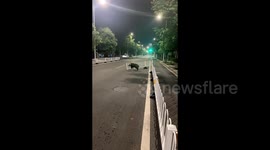 Wild boar causes chaos after getting stuck in highway guardrail - Chinese zoo staff come to its rescue