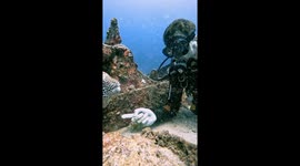 Scuba Diver Scritches Leopard Moray Eel