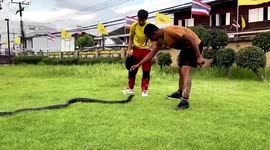 Injured cobra treated by Thai snake experts
