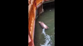 Pygmy hippo floats on its back while chilling in pool