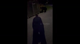 Black Bear Cub Cleans Vacationing Car