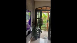 Friendly Sloth Visits House