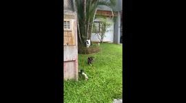Cat Squabbles With Opossum Family