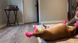 Dog walks funny in rain boots, Overland Park USA