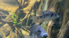 Switzerland: Extremely Rare Mangarahara Cichlid Finds Sanctuary at Zurich Zoo