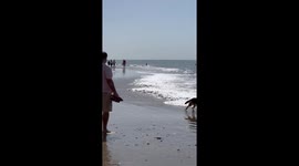 Chihuahua Soon Regrets Chasing German Shepherd