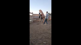 Dinosaur Rides a Horse
