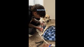 Dog Gets a Pawdicure