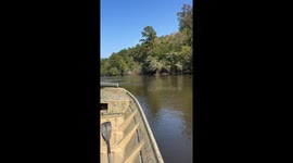 Boater Finds Doe With an Arrow Stuck in Its Head