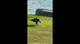 Bald Eagle Eating Catfish