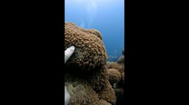 Soft Coral Displays Defense Mechanism