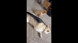 Dog Duet Puts on a Show