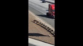 Shocking moment as woman boldly crosses busy freeway in California