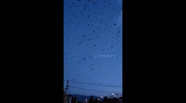 Flocks of birds fill evening sky in eerie scenes in Thailand
