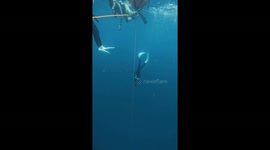 Swimmers follow shotline to descend during freediving training
