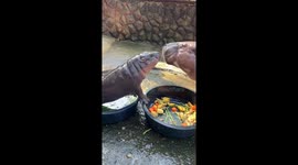 Baby hippo Moo Deng shares vegetables with mother then bathes