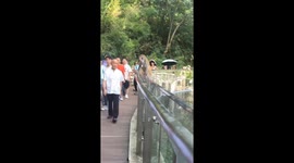 Monkey playfully slaps elderly man on the head at zoo in China